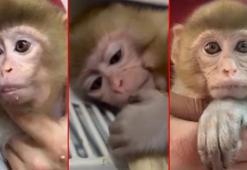 Denetimde ele geçirildi! Yavru makak maymunu koruma altına alındı