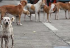 19 bin başıboş köpek itlaf edildi! Irak'tan 'toplum sağlığı' kararı