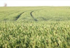 Trakya'da bu sene buğday erken boy attı