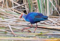 Göksu Deltası'nda kayda alındı! Nadir görülen tür...
