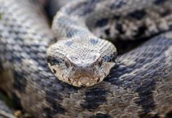 Adı Osmanlı, boyu 1 metre! Çankırı'da ortaya çıkan tür şaşırttı