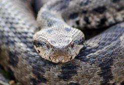 Adı Osmanlı, boyu 1 metre! Çankırı'da ortaya çıkan tür şaşırttı