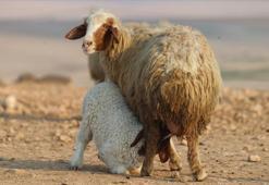 Türkiye'nin dev işletmesinde 60 bin kuzu dünyaya geldi