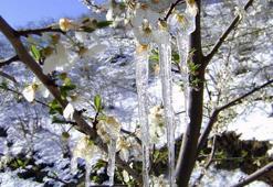 Kentte zirai don uyarısı: Bazı ilçelerde sıcaklık eksi 3'e kadar düşecek