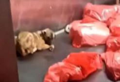 Çöp poşetlerinde ölü köpek iddiası Ankara’yı karıştırdı! Barınak görüntüleri tepki çekti