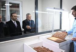 Sakarya’da 52 milyon dolarlık dev proje: Fındık kabuğundan aktif karbona