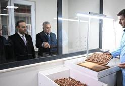 Sakarya’da 52 milyon dolarlık dev proje: Fındık kabuğundan aktif karbona