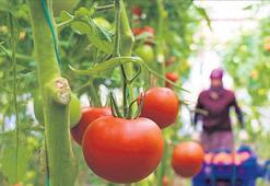 Bitkisel üretimde biyolojik mücadele