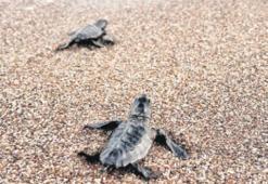 Binlerce Carretta yavrusu denizle buluştu