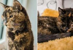 140 yıla denk bir ömür! Dünyanın en yaşlı kedisi 30 yaşına girdi: İşte uzun yaşamının sırrı!