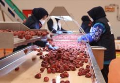 Dondurulmuş meyve ve sebzede, 2026'da 200 milyon dolar ihracat hedefi