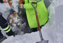 Artvin'de çığ altında kalan çobanın cenazesine ulaşıldı