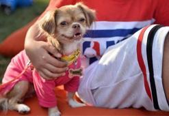 Köpek sayısı çocuk sayısını geçti! 10 yılda demografik yapıda çarpıcı değişim