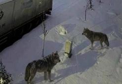 Aç kalan kurtlar şehre indi! Sokaklarda yiyecek aradılar