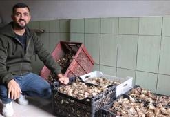 Adanalı girişimci, yetiştirdiği ak zambak soğanlarıyla ihracata hazırlanıyor