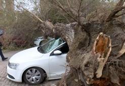 İstanbul’da dev ağaç 4 aracın üzerine çöktü! '1 saniye ile kurtuldum'
