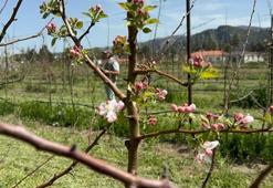 Türkiye'nin elma bahçesi Isparta'da zirai dona karşı yerli çeşitler geliştiriliyor