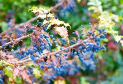 Doğada sessizce büyüyor ama etkisi son derece güçlü… Kanı temizliyor, sindirimi kolaylaştırıyor!