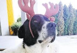 Matmazel’in ölümüne soruşturma! Görevlerinden uzaklaştırıldılar