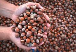 Fındık ihracatından 2,2 milyar doların üzerinde gelir!
