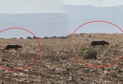 Şırnak’ta büyük yırtıcı! Görüntüler bir köylü tarafından kaydedildi: 2013’te Diyarbakır'da tespit edilmişti