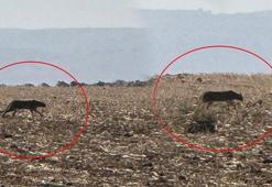 Şırnak’ta büyük yırtıcı! Görüntüler bir köylü tarafından kaydedildi: 2013’te Diyarbakır'da tespit edilmişti