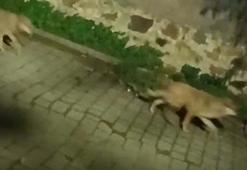 Tatil cenneti 3 ilçede tedirginlik eden görüntü! Gece ortaya çıkıyorlar: Çöp konteynerlerini kapalı tutun