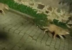 Tatil cenneti 3 ilçede tedirginlik eden görüntü! Gece ortaya çıkıyorlar: Çöp konteynerlerini kapalı tutun