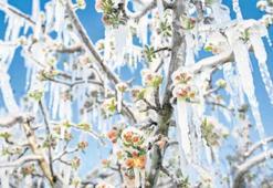 Don riskine karşı prim desteği arttı