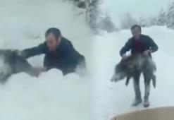 Sinop'ta bir vatandaş yaban domuzu sürüsüne dalıp eliyle yakaladı