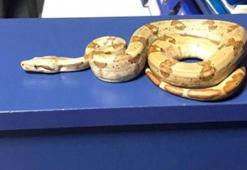 Yer: İzmir! Kafede yılanla dolaşan gence şok ceza