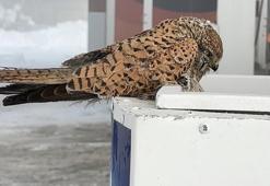 İlçe buz kesti, kuşlar soğuğa dayanamadı: Konduğu yerde dondu