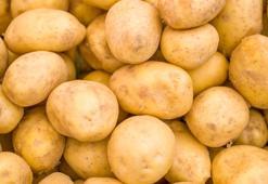 Toprağın altından çıkan gizli servet! Hasat zamanı zengin ediyor