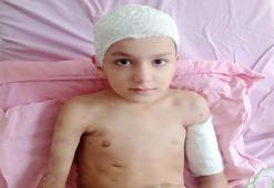 Sokak köpeği dehşeti davasında emsal karar! Aileye rekor tazminat ödenecek