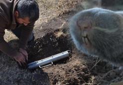 Türkiye’de üç yeni tür keşfedildi! Bilim dünyası şaşkın: 'Kanser araştırmalarına ışık tutabilir'