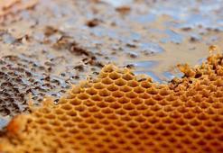 Dünyanın en pahalı balı Ilgaz'da satıldı! Fiyatıyla Guinness Rekorlar Kitabı'na girdi