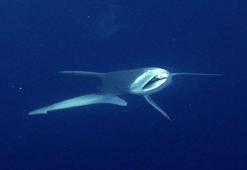 Camgöz köpek balığını dalgıçlar kurtardı