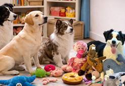 'Otur'dan fazlası: Köpekler konuşmaları çözüyor! Bilim insanlarını şaşırtan keşif