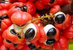 Eken hasadı da kazancı da ikiye katlıyor! Türkiye'de pazar açık, 'Tarımın yeni altını'