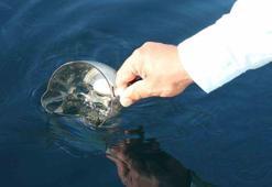 Karadeniz'de petrol sinyali! Yıllardır merak ediliyordu: Artık kesin!