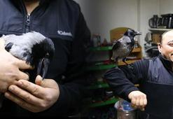 Karganın dönüşümü! Doğayı terk etti: Çırak gibi yanımda dolaşıyor