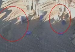 Silivri'de dehşete düşüren koç saldırısı! Sahibini hastanelik etti