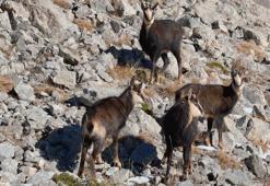 Munzur Dağları’nda çengel boynuzlu keçiler dronla görüntülendi