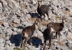 Munzur Dağları’nda çengel boynuzlu keçiler dronla görüntülendi