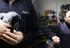 Yaralı halde bulup tedavi ettirdiği karga, iş yerinde yanından ayrılmıyor