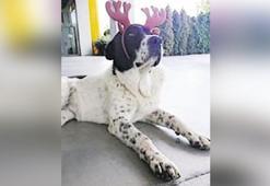 ‘Matmazel’ dövülerek öldürülmüş