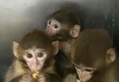 Bursa'da 3 makak maymunu ele geçirildi