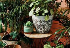 Unutsanız bile kurumuyor: Günlük sulama gerektirmeyen bitkiler