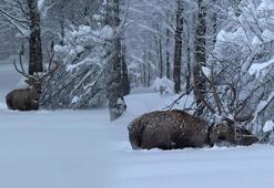 Kuzuyayla Tabiat Parkı'nda görüntülendi! ‘Karlar içinde salınan bir güzellik’