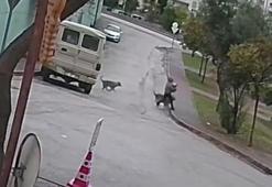 Adana’da kurt köpeği dehşeti! İki kez yere düştü, son anda kurtarıldı